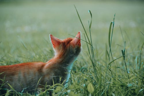 Immagine gratuita di animale domestico, campo, erba