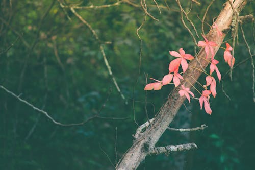 红枫树, 红色的叶子, 落葉 的 免费素材图片