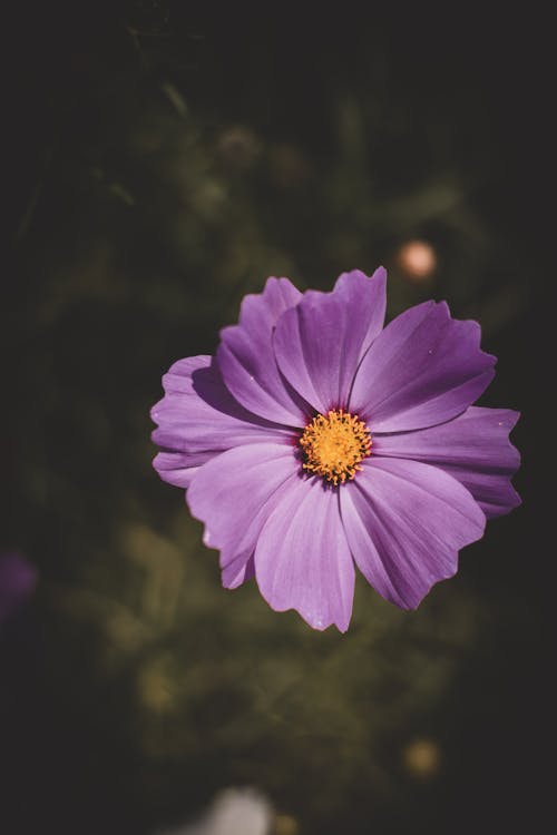 Gratis lagerfoto af blomst, flora, kronblade