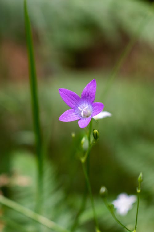 Blooming Delicate Flower