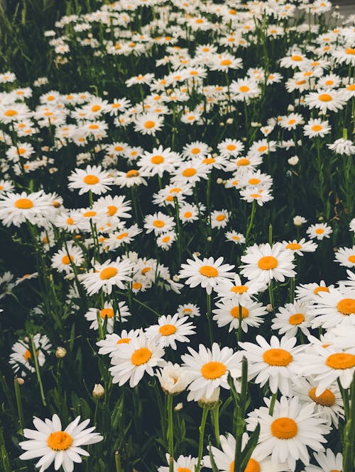 Fotobanka s bezplatnými fotkami na tému kvety, lúka, príroda