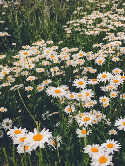 Fotobanka s bezplatnými fotkami na tému blahobyt, chamomiles, kvety