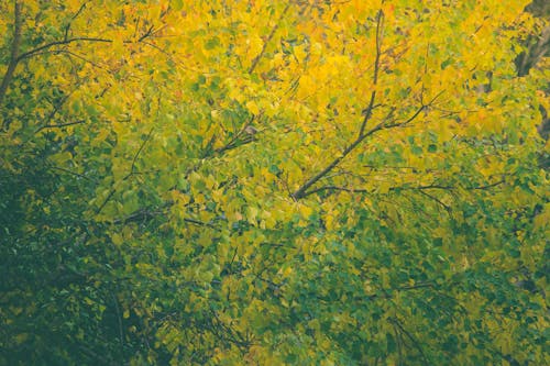 Fotos de stock gratuitas de árbol amarillo, colorido, hojas amarillas