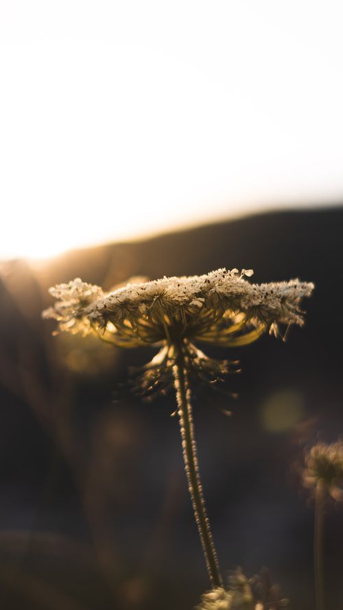 Free Close-up of a yarrow flower backlit by the sunrise, highlighting its natural beauty. Stock Photo