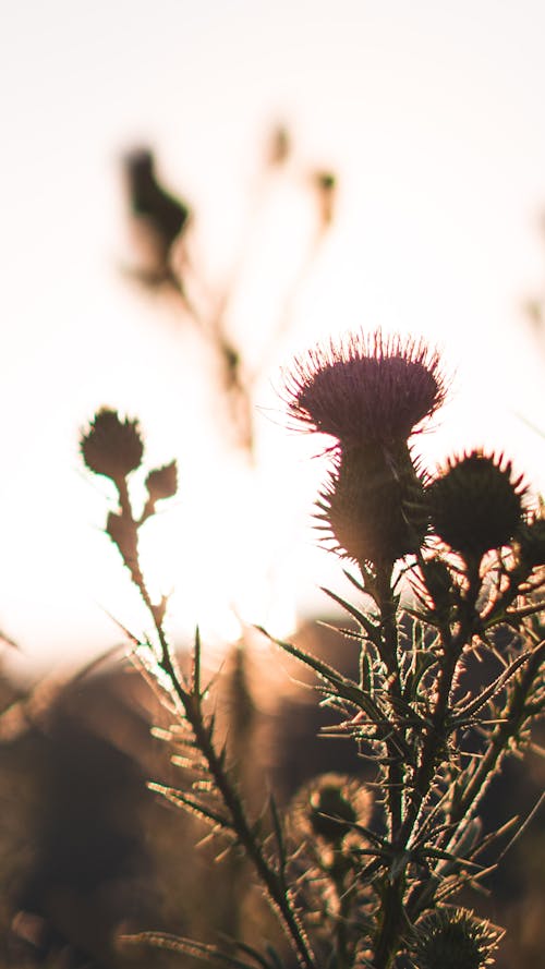 Close up of a Thistle at Sunset 