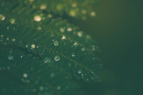 Fotos de stock gratuitas de hoja verde, lluvia, místico