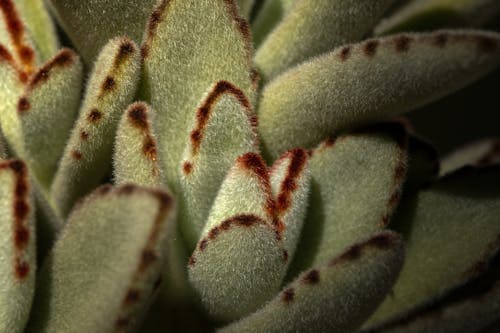 Leaves of Panda Plant 