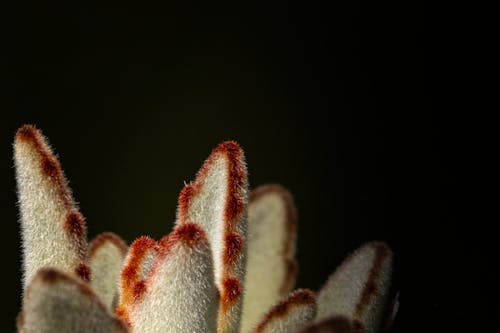 Close up of Plant Leaves