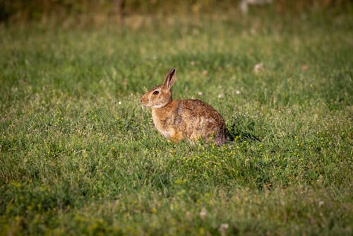 Beige Hare in Meadow