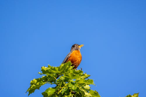 amerikan robin, doğa, hayvan fotoğrafçılığı içeren Ücretsiz stok fotoğraf