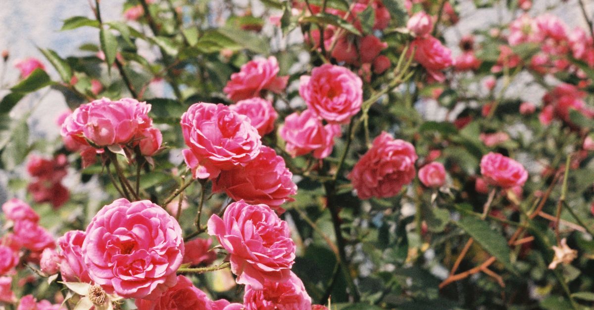 Pink Roses Natural Photography Pink Roses in Nature · Free Stock Photo