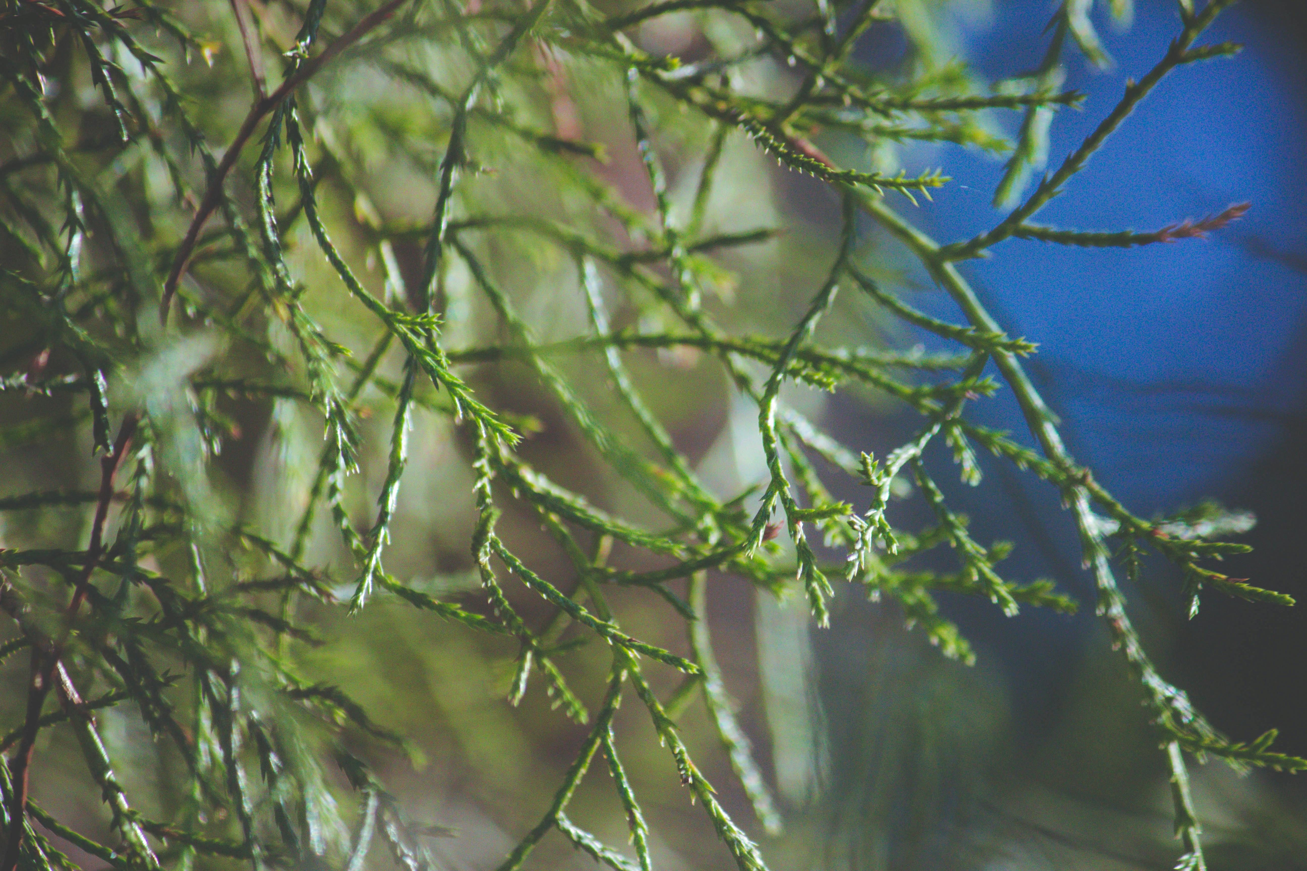 Free stock photo of cedar tree, christmas tree, green