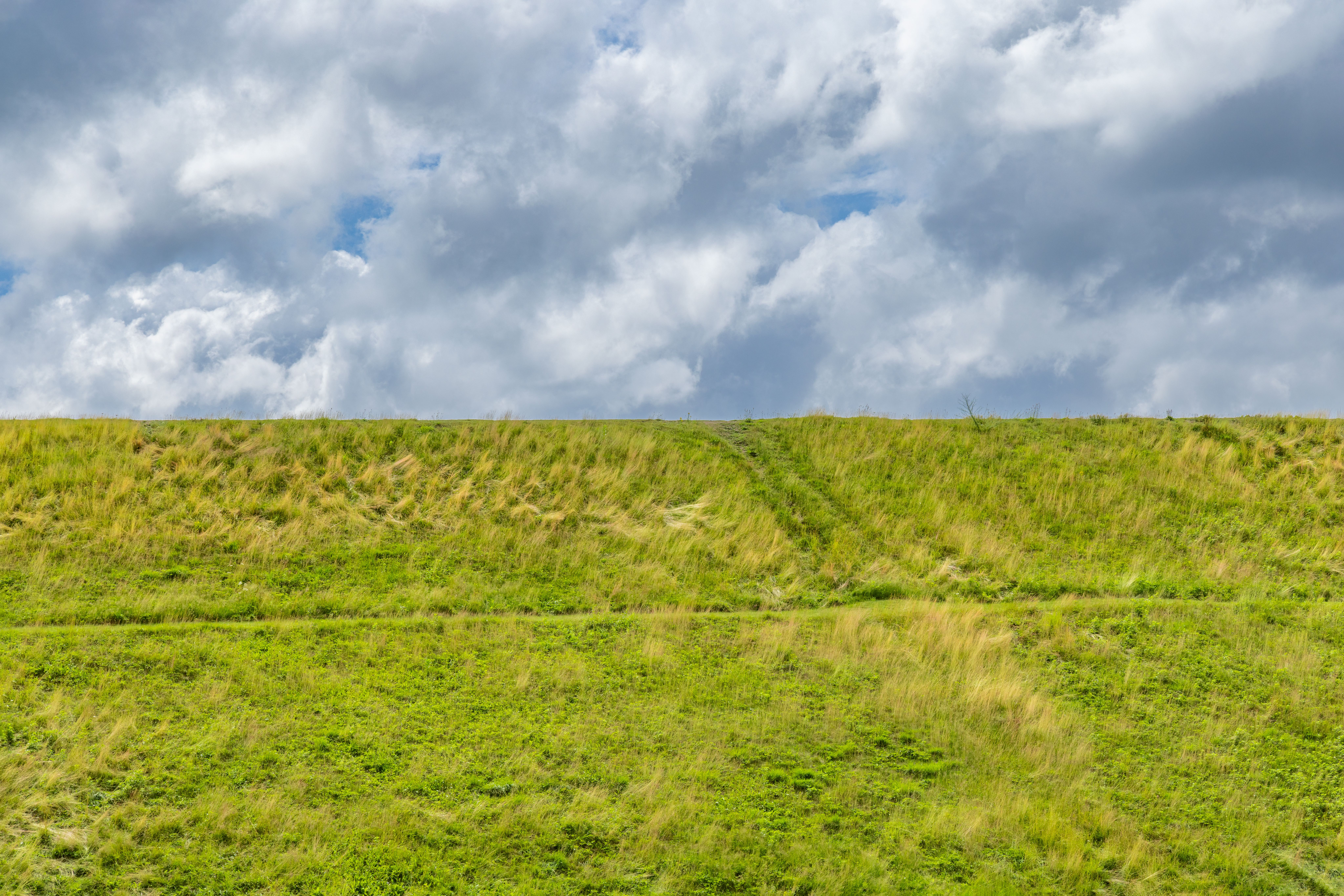 Different grass types suitable for Massachusetts climate - New Lawn Installation