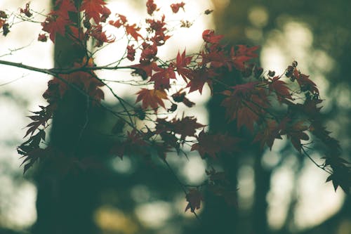 Fotos de stock gratuitas de arce rojo, hojas de otoño, hojas rojas