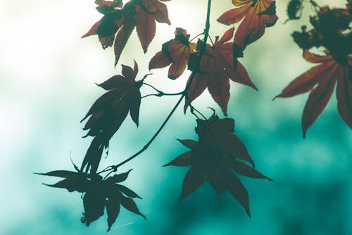 红枫树, 红色的叶子, 落葉 的 免费素材图片