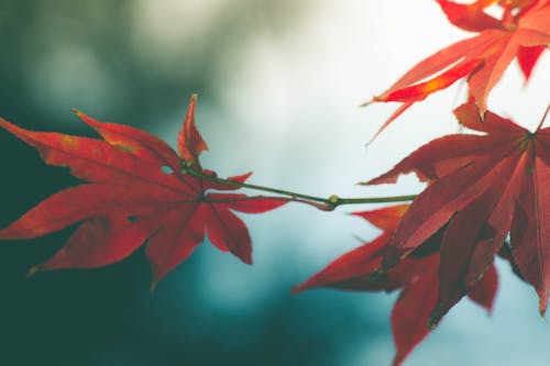 Бесплатное стоковое фото с красные листья, красный клен, падающие листья