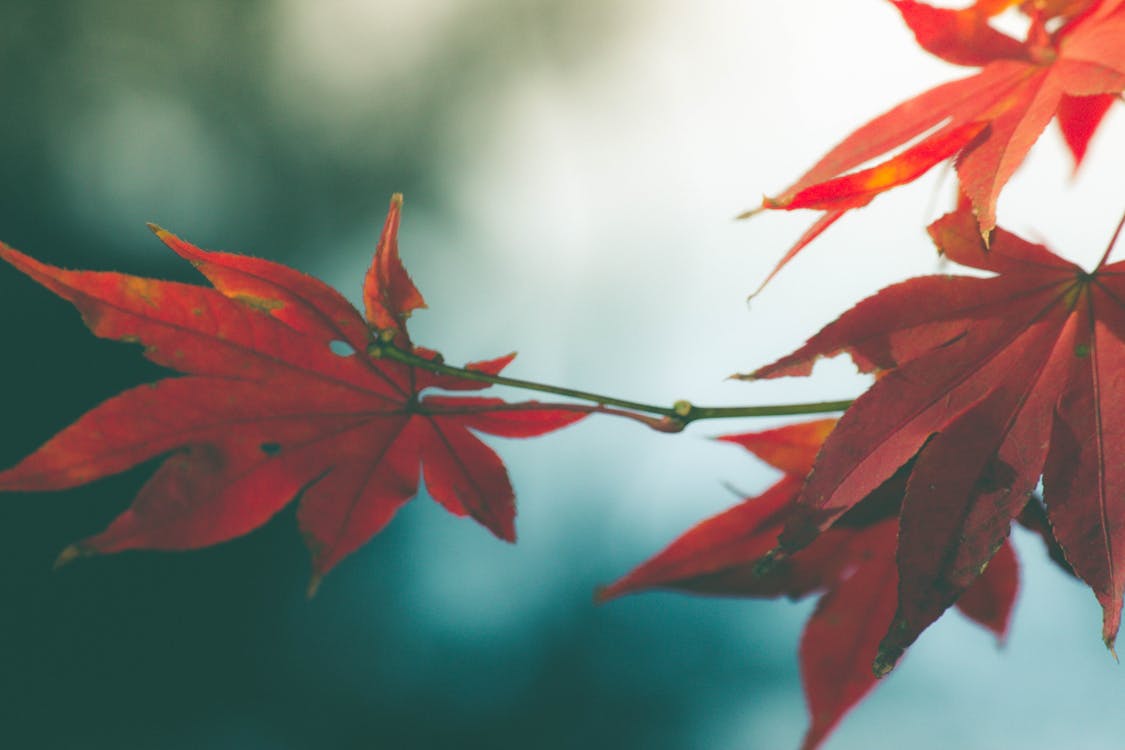 Free stock photo of fall leaves, red leaves, red maple Stock Photo