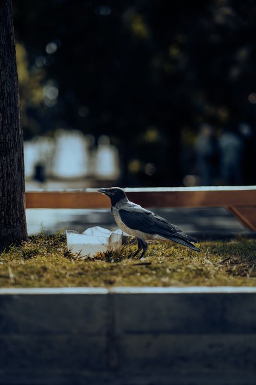 Free A hooded crow standing on grass in an urban park, capturing a peaceful moment in nature. Stock Photo