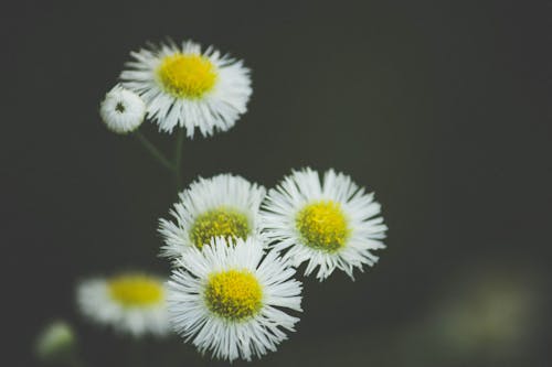 春天的花朵, 黃色的花朵 的 免费素材图片