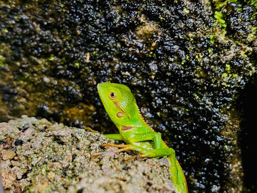 Foto profissional grátis de lagarto, natureza