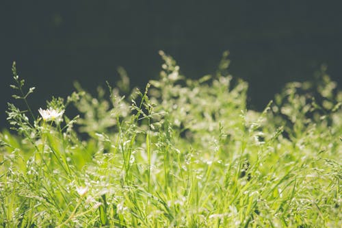 Fotos de stock gratuitas de césped, césped verde, fondo