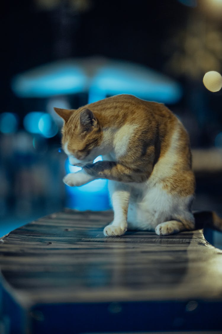 Cat At Night