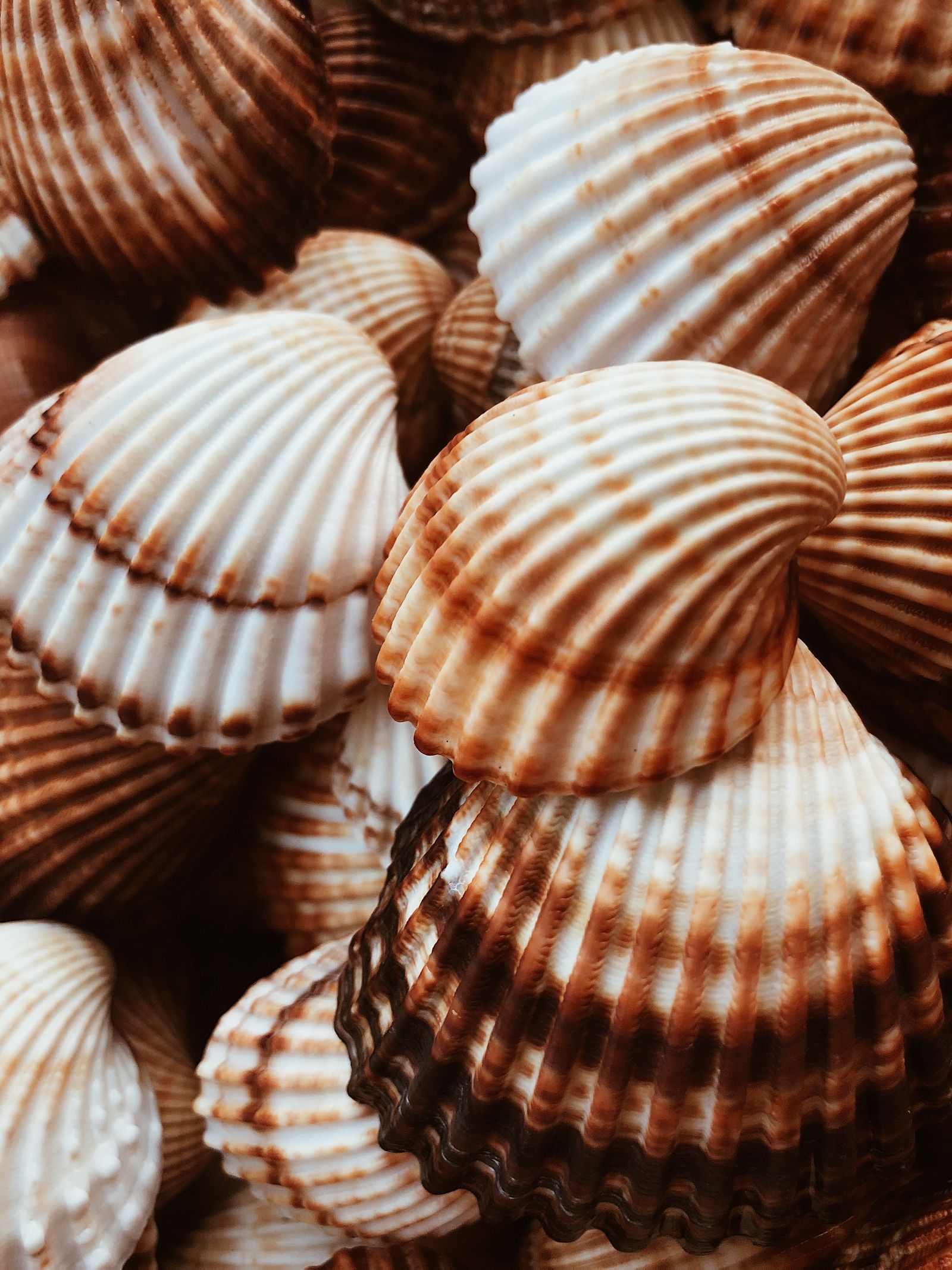Big White Shell Close-up Photography of White Shells · Free Stock Photo
