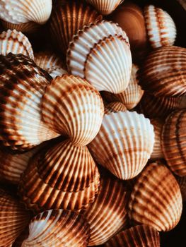 A detailed collection of seashells showcasing natural patterns and textures.
