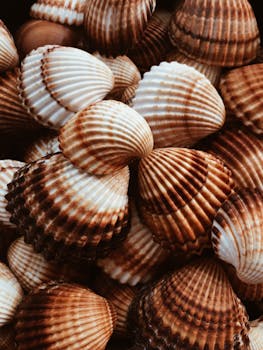 A detailed top view of a collection of brown and white seashells showcasing natural beauty.