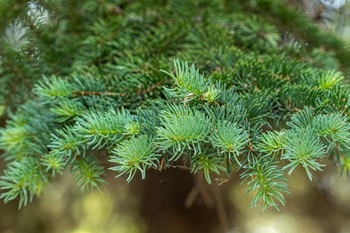 Close-up of Spruce Branches 