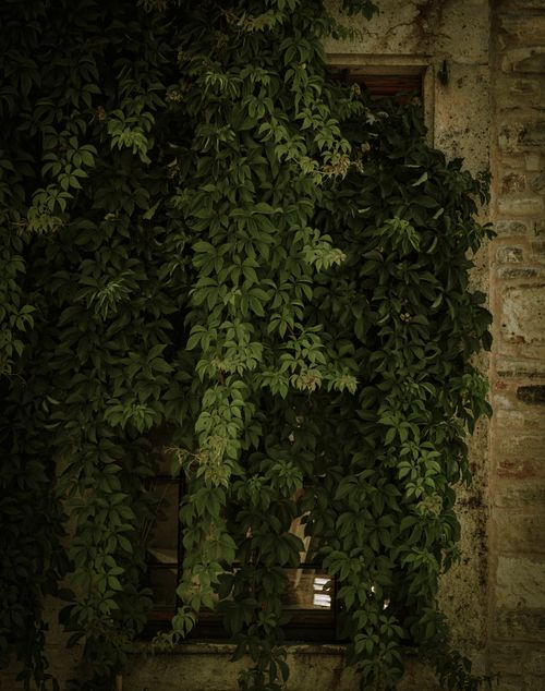 Free Close-up of dense green ivy cascading over an old stone wall in urban setting. Stock Photo