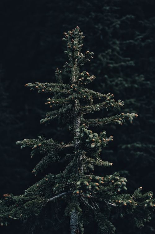 Free Close-up of an evergreen tree with rich green needles against a dark background, ideal for nature themes. Stock Photo