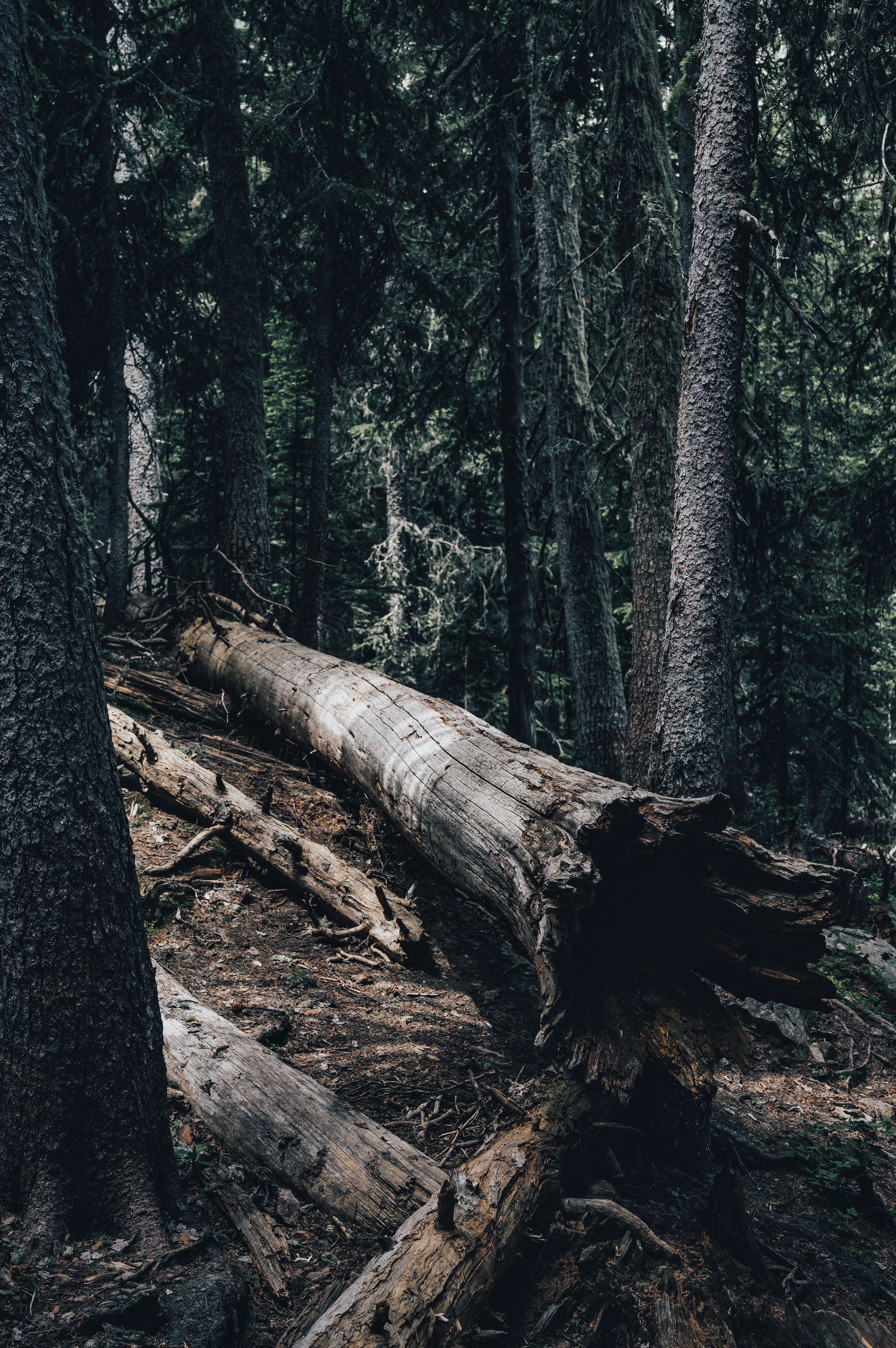 Fallen Tree in a Forest · Free Stock Photo