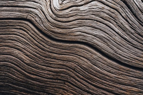 Free Close up of Tree Bark Stock Photo