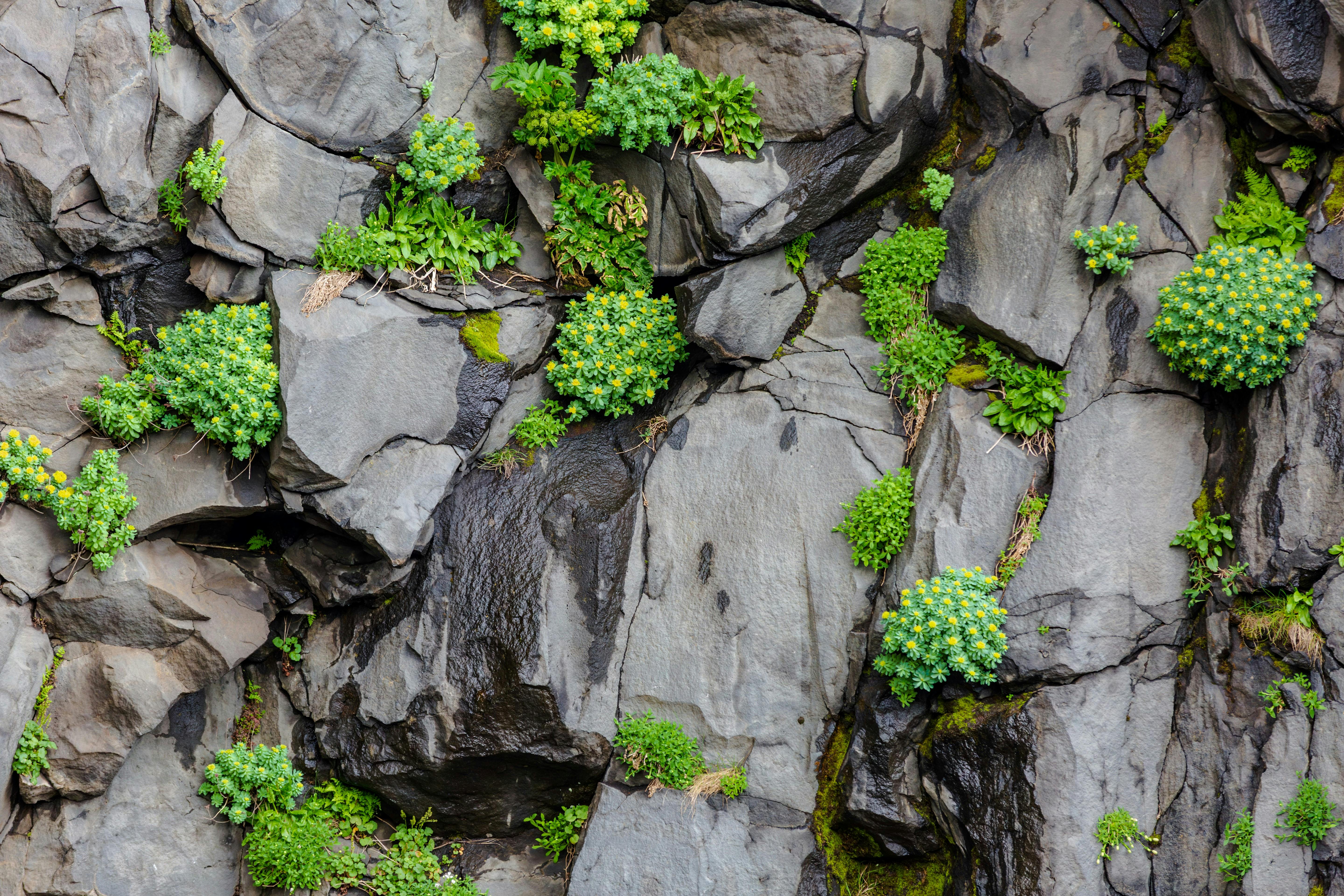 Two Yellow Flowers Surrounded by Rocks · Free Stock Photo