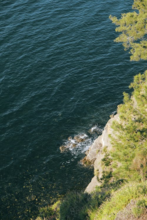 Darmowe zdjęcie z galerii z drzewa, morze, natura