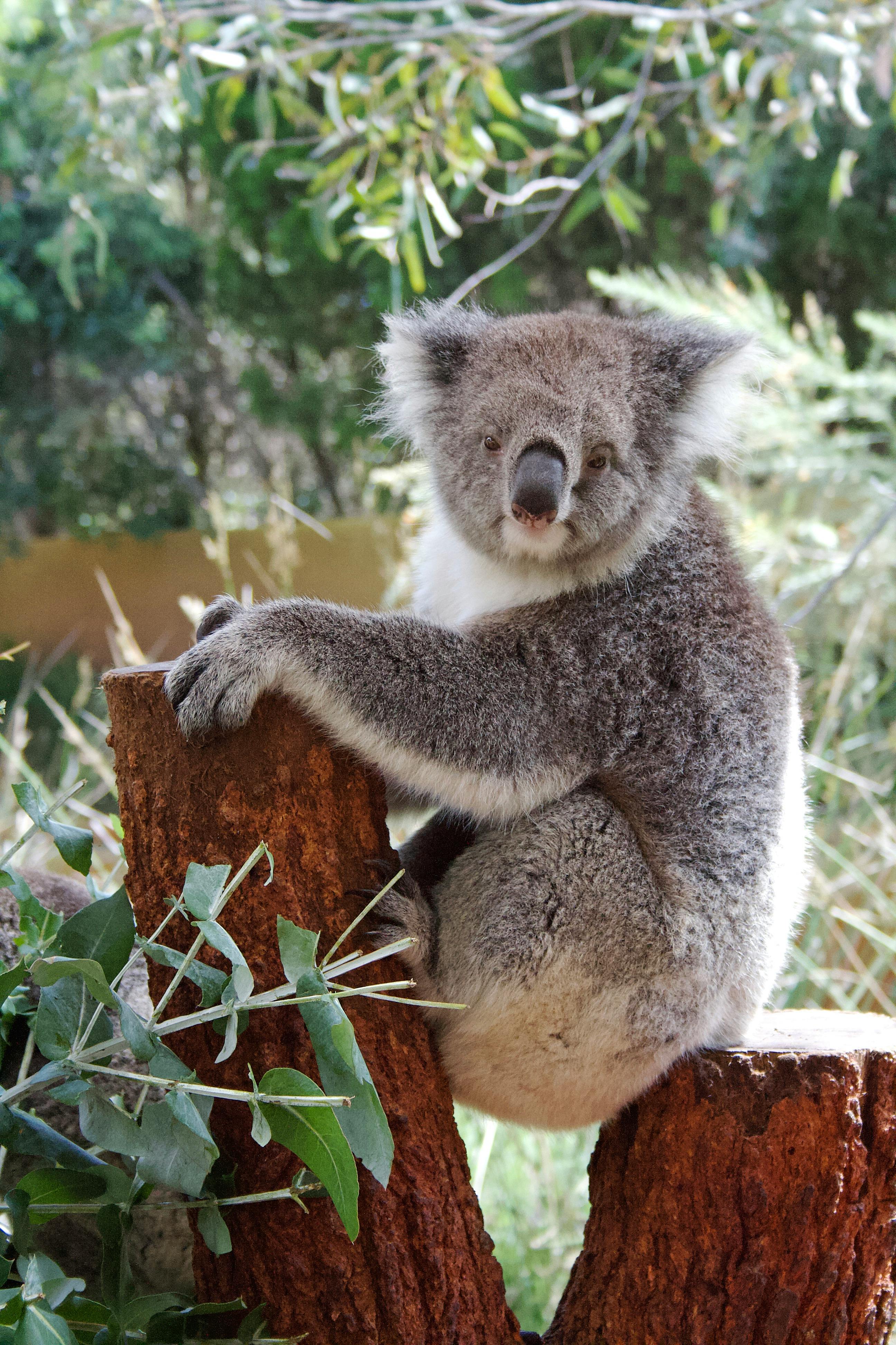 Free stock photo of endangered species, koala, koala bear