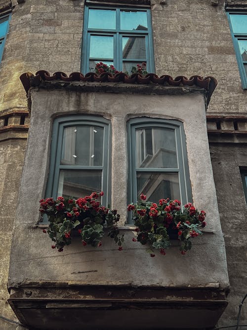 Flowers in Windows