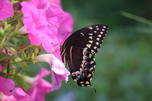Free Black swallowtail butterfly on a petunia bloom Stock Photo