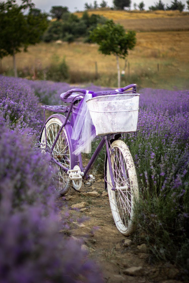 Purple Bicycle On Lavender Field