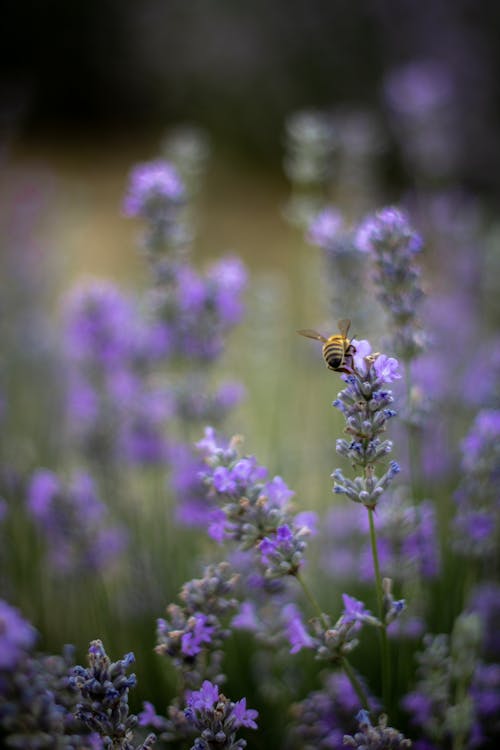 คลังภาพถ่ายฟรี ของ ดอกไม้, ธรรมชาติ, ผึ้ง