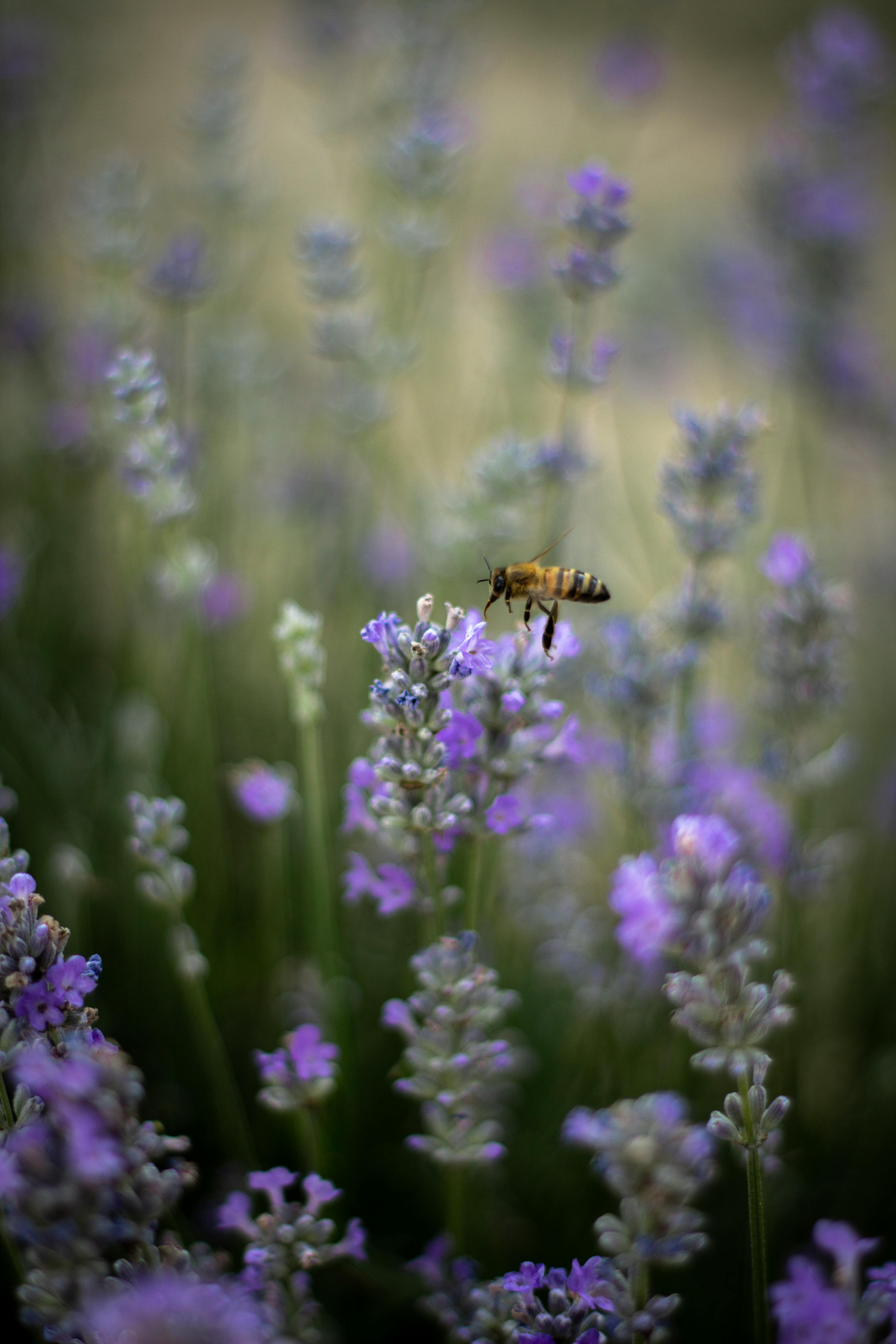 免費 api mellifera, türkiye的, 亞洲 的 免費圖庫相片 圖庫相片