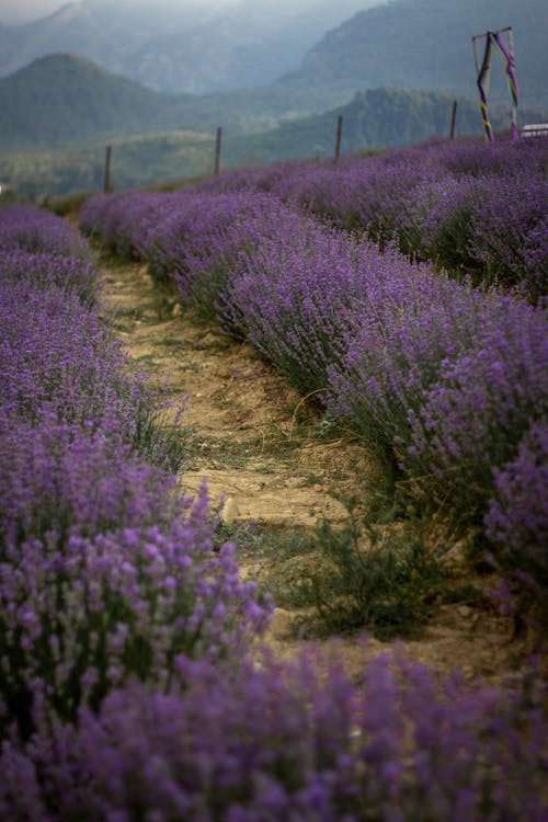 Immagine gratuita di abbondanza, campo, fiori