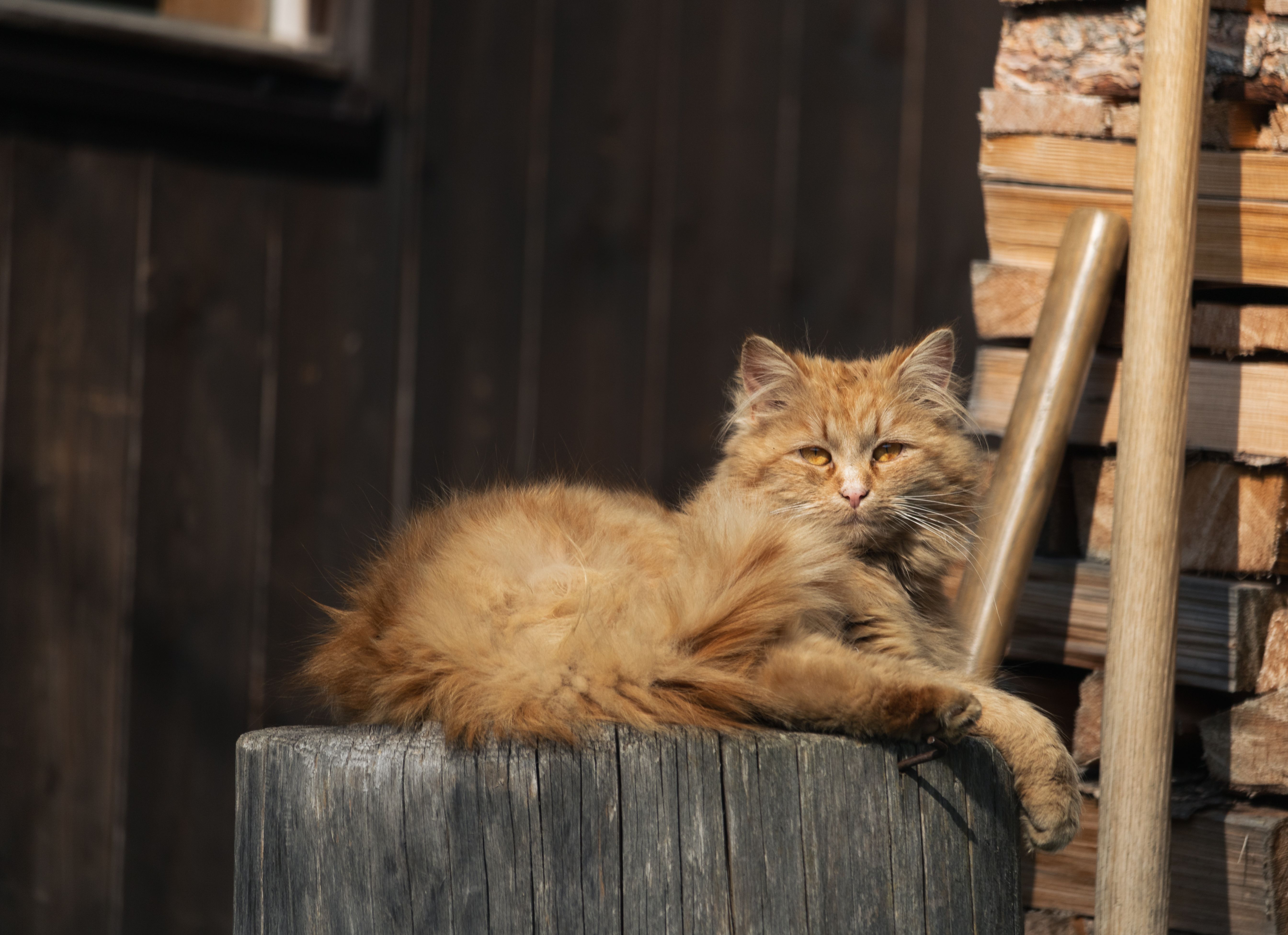 A ginger cat lounging on a wooden stump amidst stacked logs in Tux, Austria.