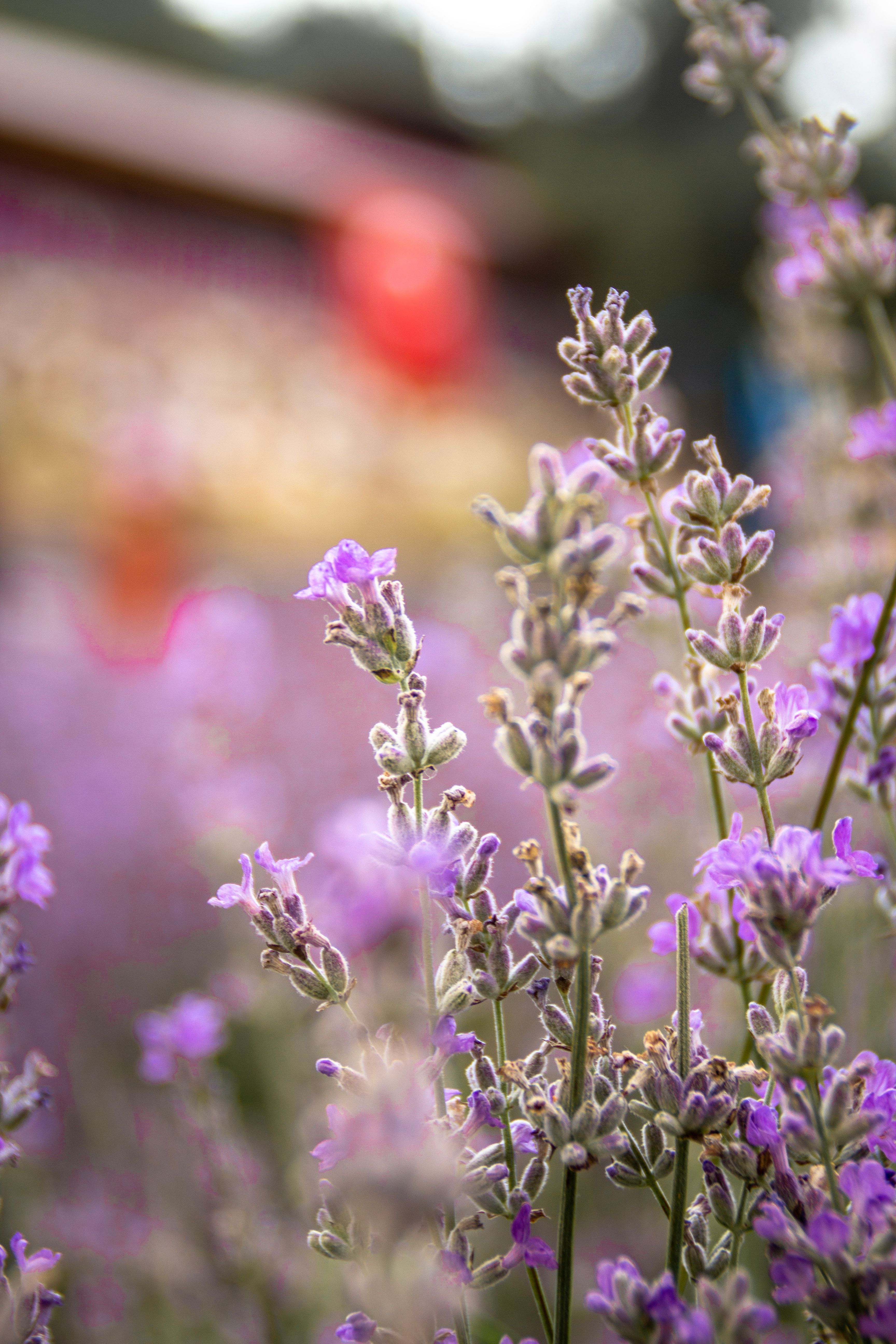 Modulo Lente Photos, Download The BEST Free Modulo Lente Stock Photos ...