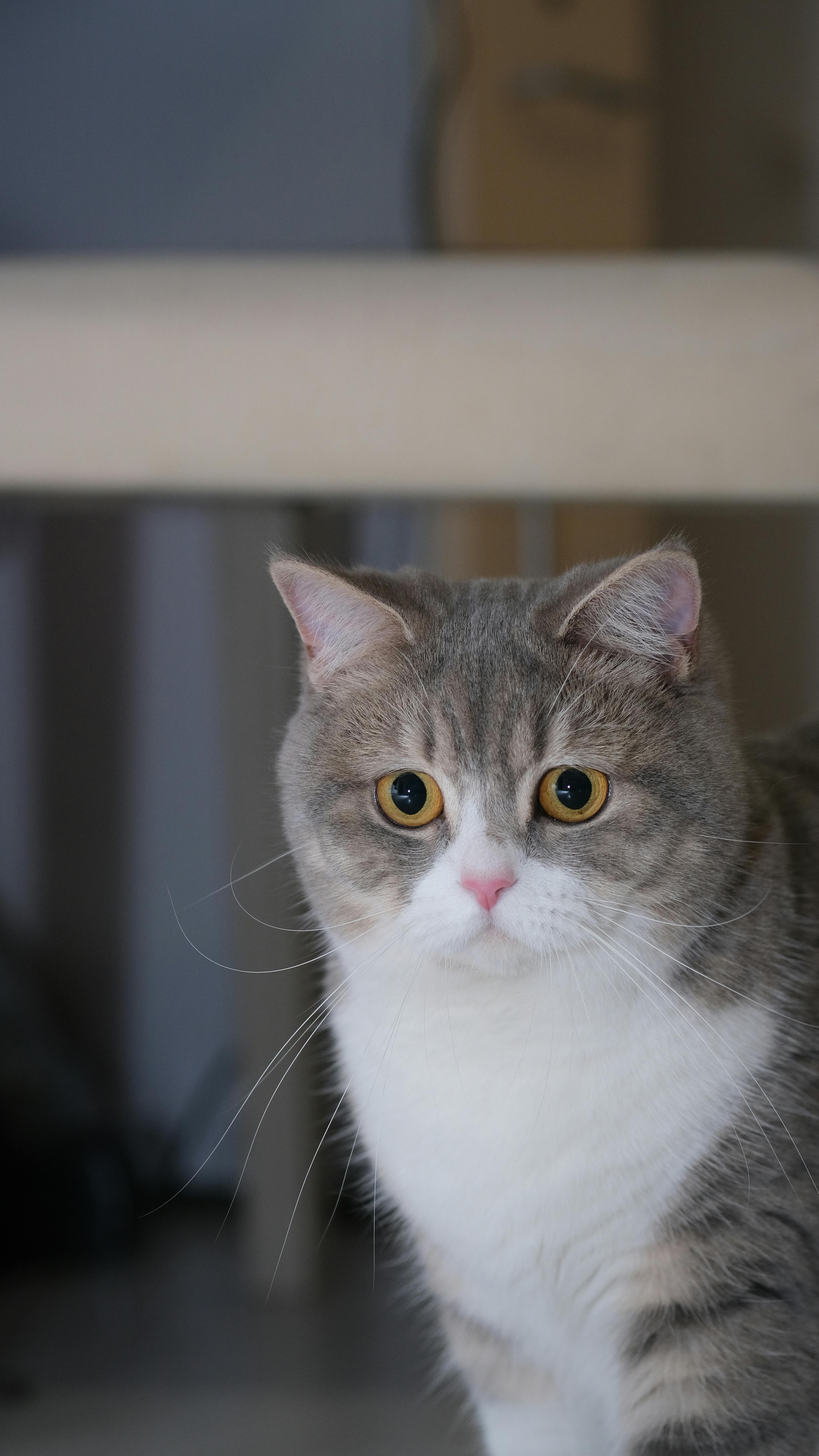 Miễn phí Ảnh lưu trữ miễn phí về #indoor, antalya, bạn đồng hành động vật Ảnh lưu trữ