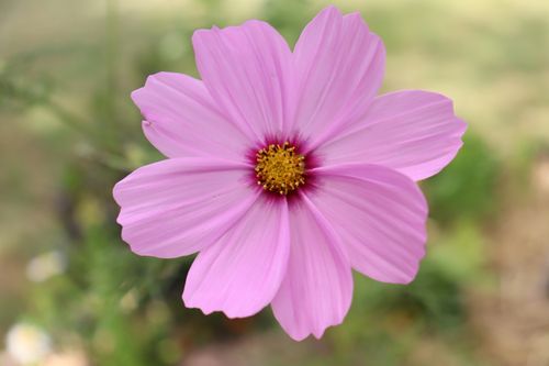 Free Beautiful pink cosmos flower in full bloom, showcasing delicate petals in nature. Stock Photo