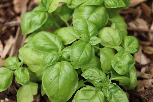 Free Fresh green basil plant leaves shot in outdoor garden setting. Stock Photo