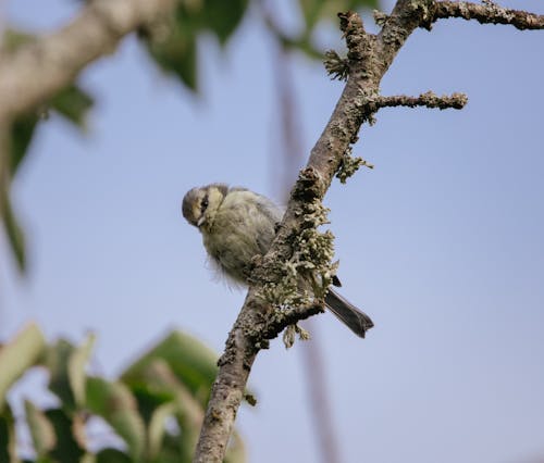 Close up of Passerine Bird