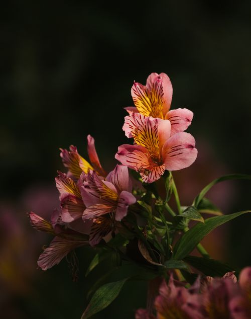 Free Beautiful close-up of pink Alstroemeria flowers against a dark background, highlighting their vibrant petals. Stock Photo